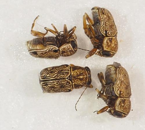 Pachybrachis congener